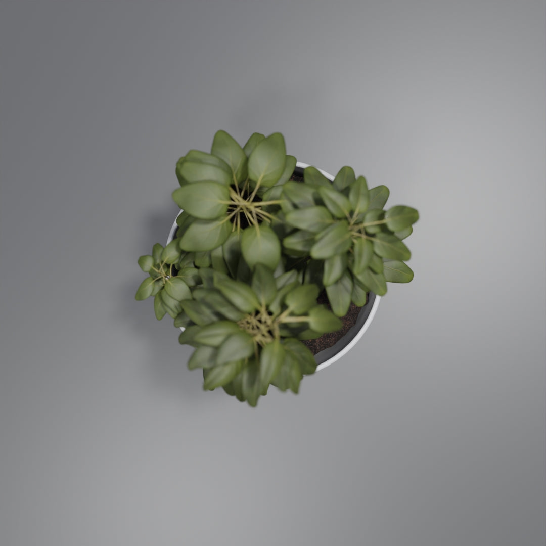 Pot plant 3D model