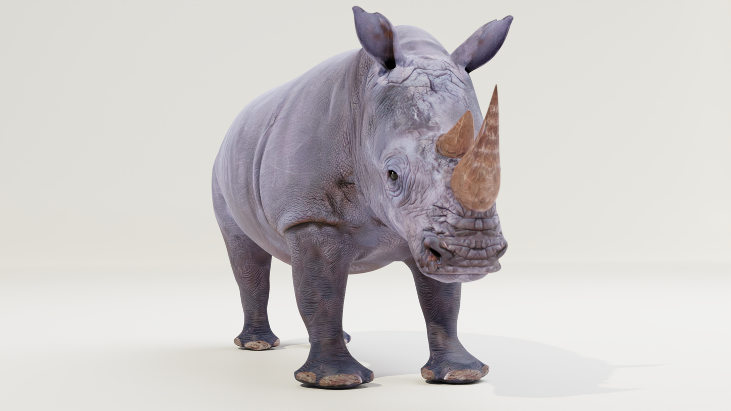 White rhino 3D model