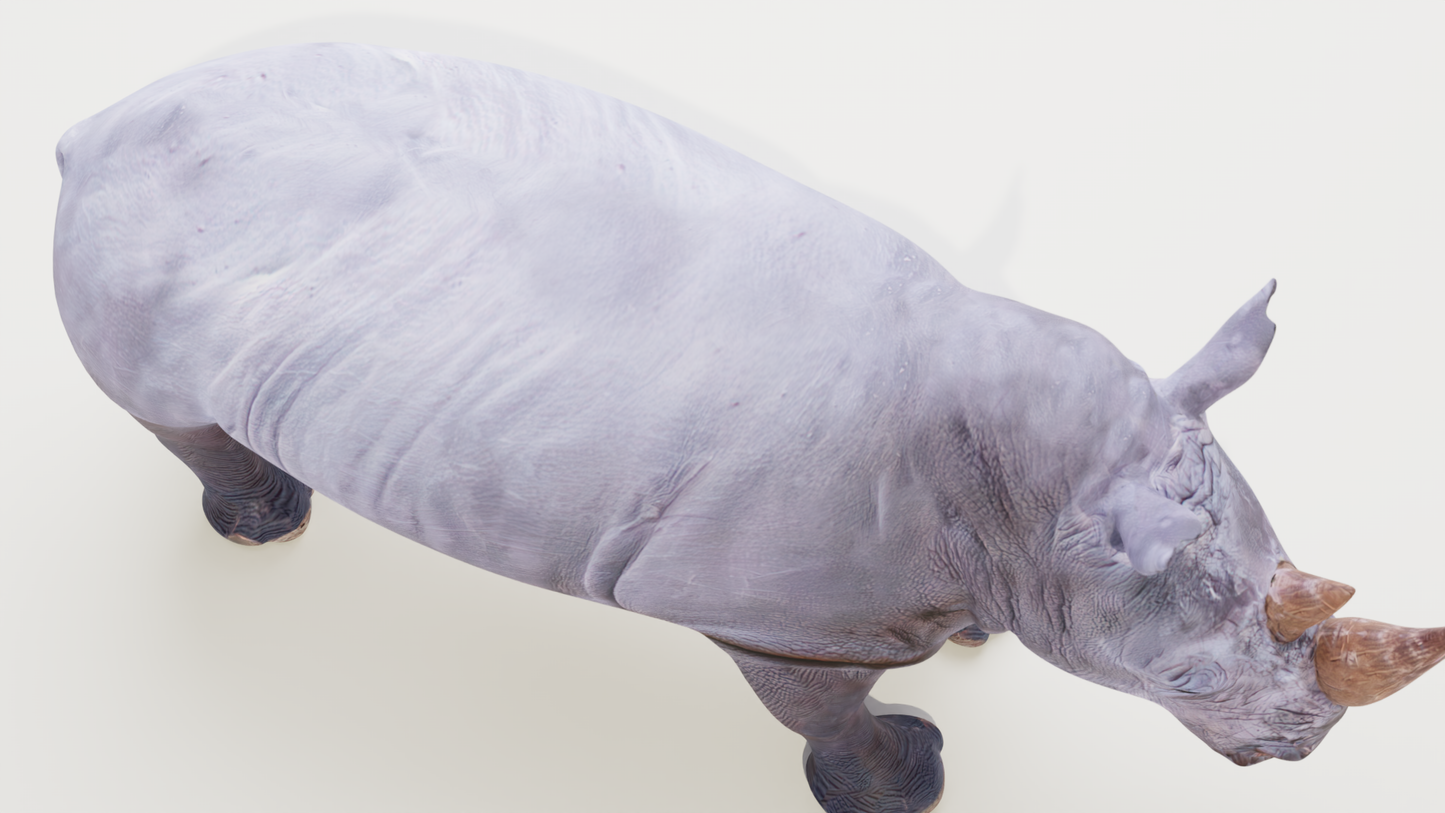 White rhino 3D model