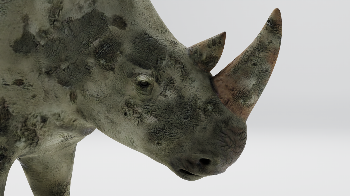 Rhino muddy 3D model