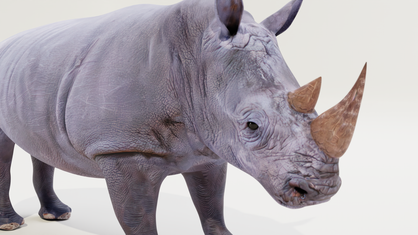 White rhino 3D model