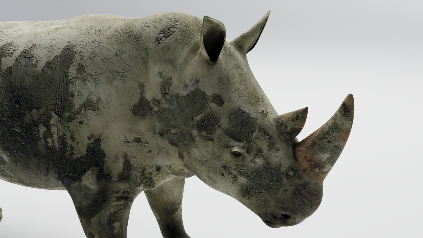 Rhino muddy 3D model