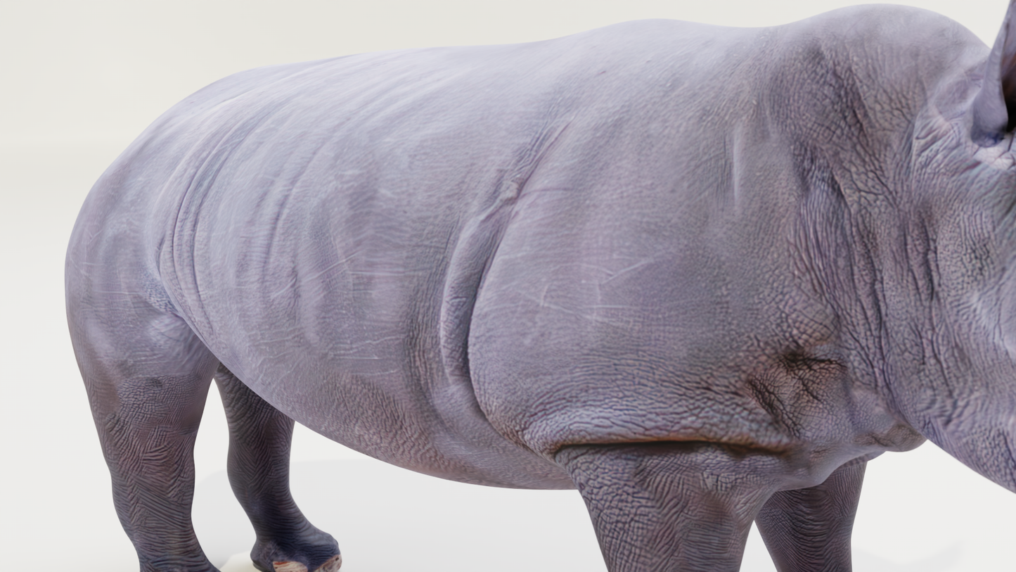 White rhino 3D model