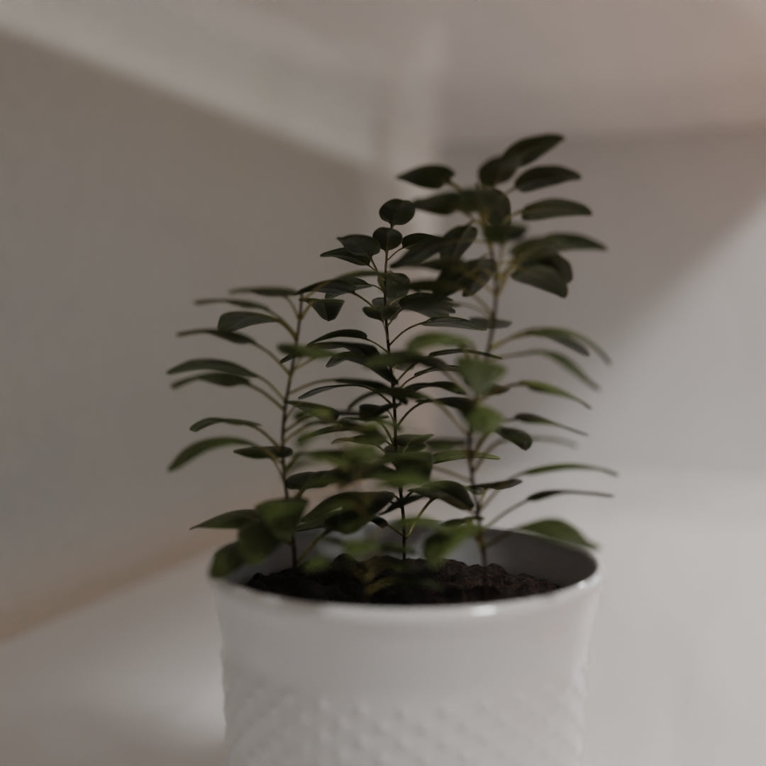 Pot plant 3D model