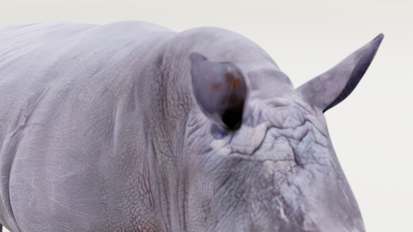 White rhino 3D model
