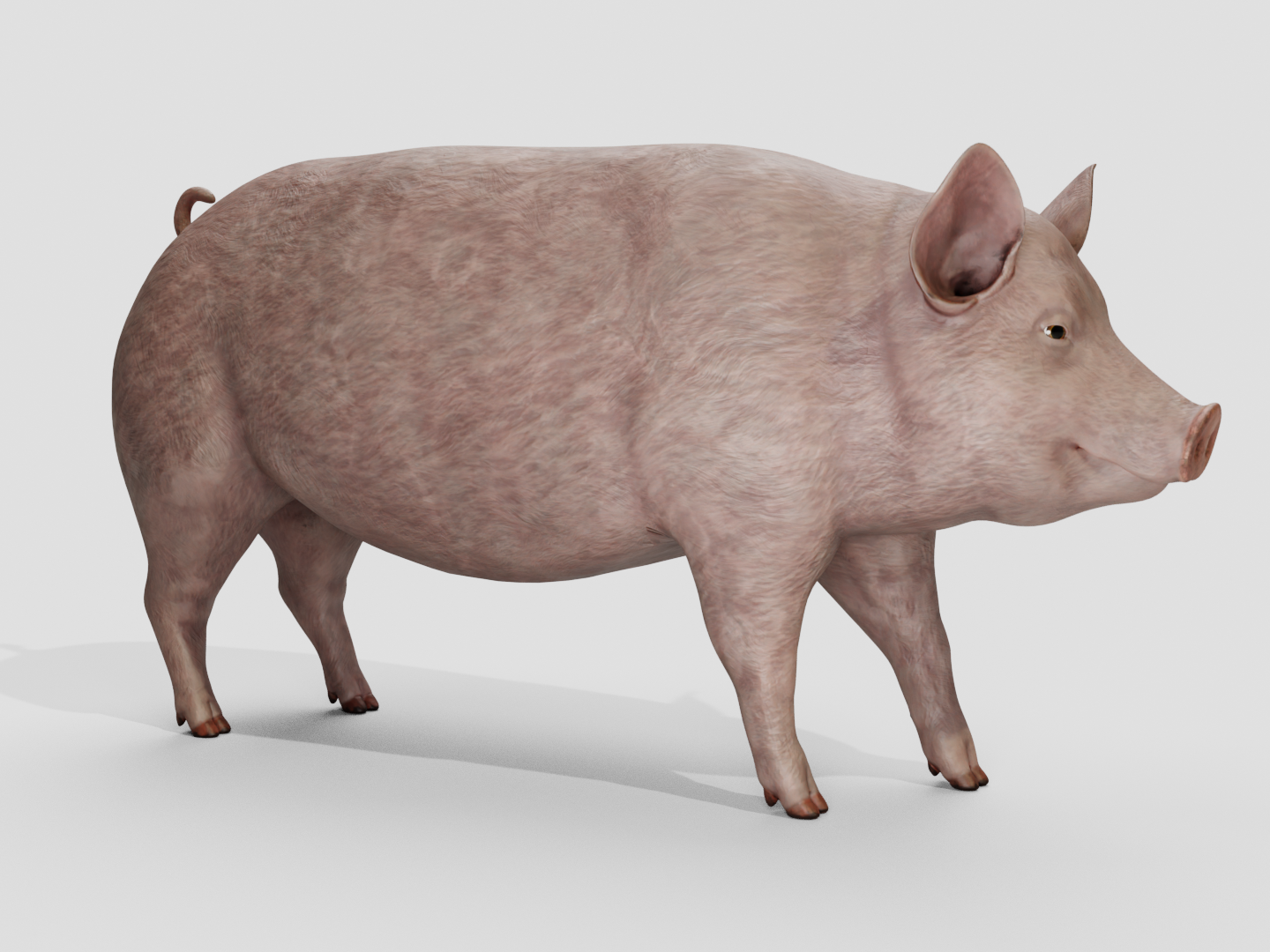 Pig realistic