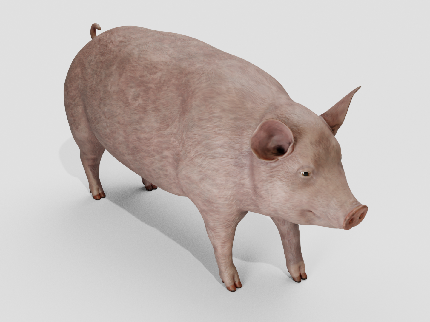 Pig realistic