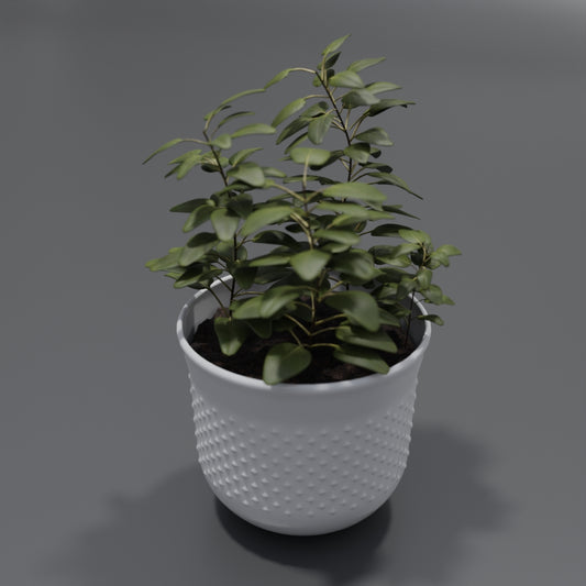 Pot plant 3D model