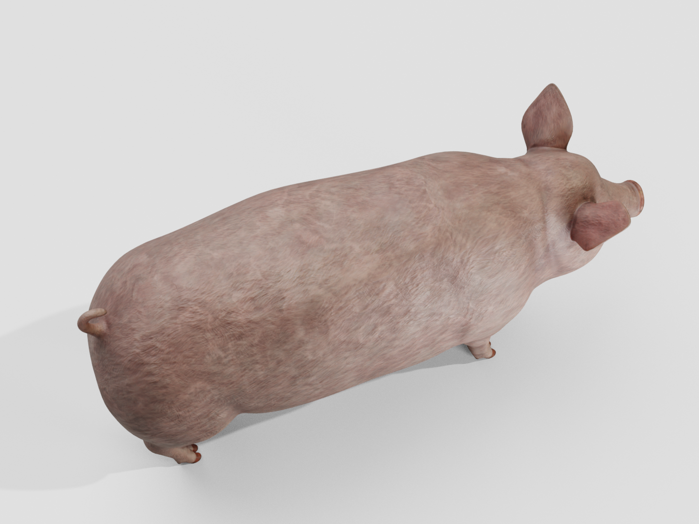 Pig realistic