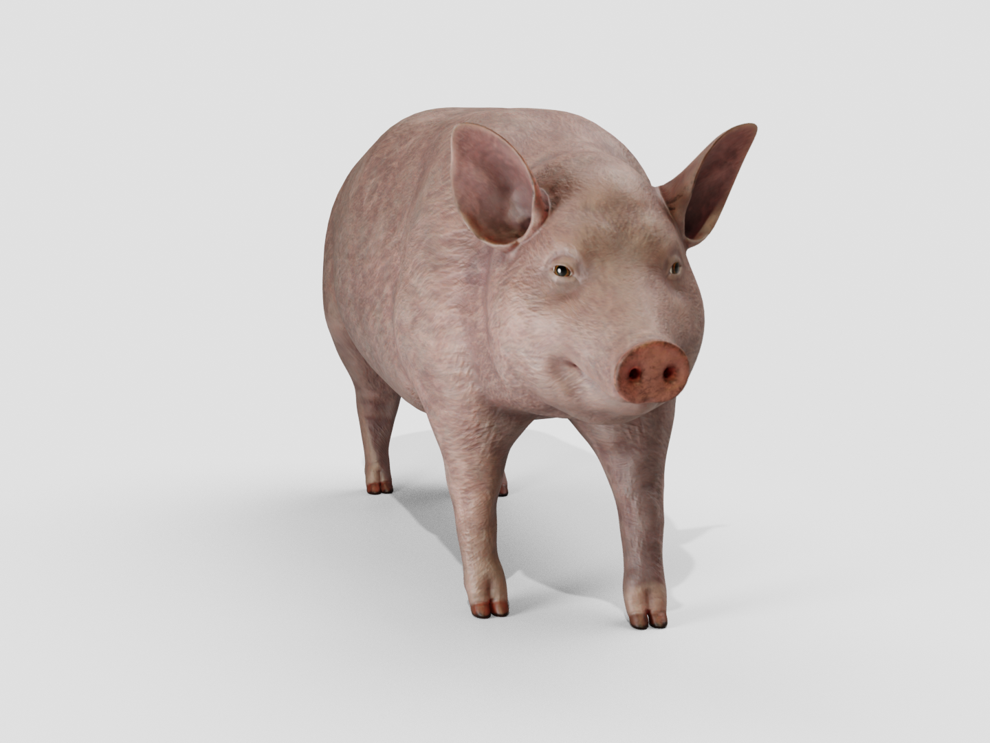 Pig realistic