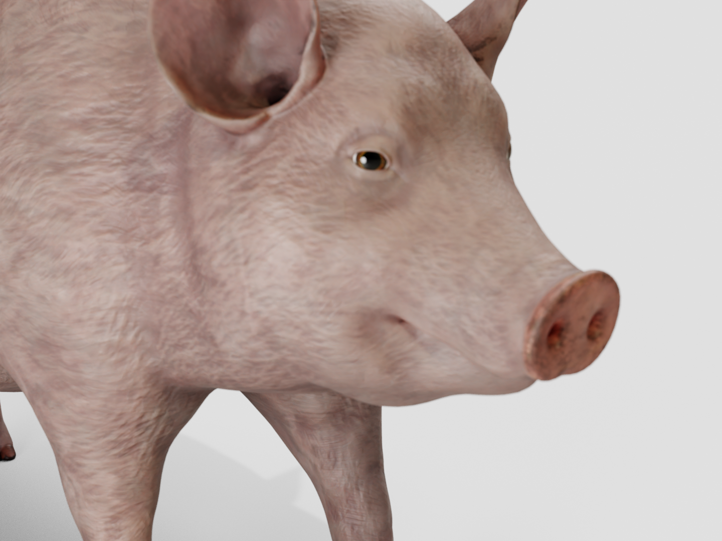 Pig realistic