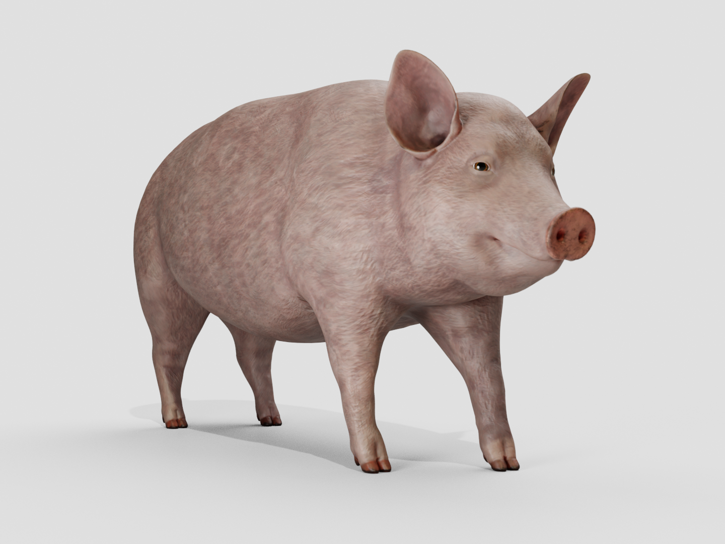 Pig realistic