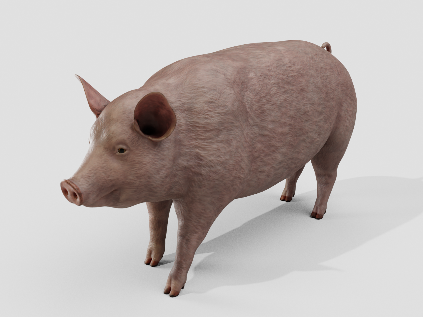 Pig realistic