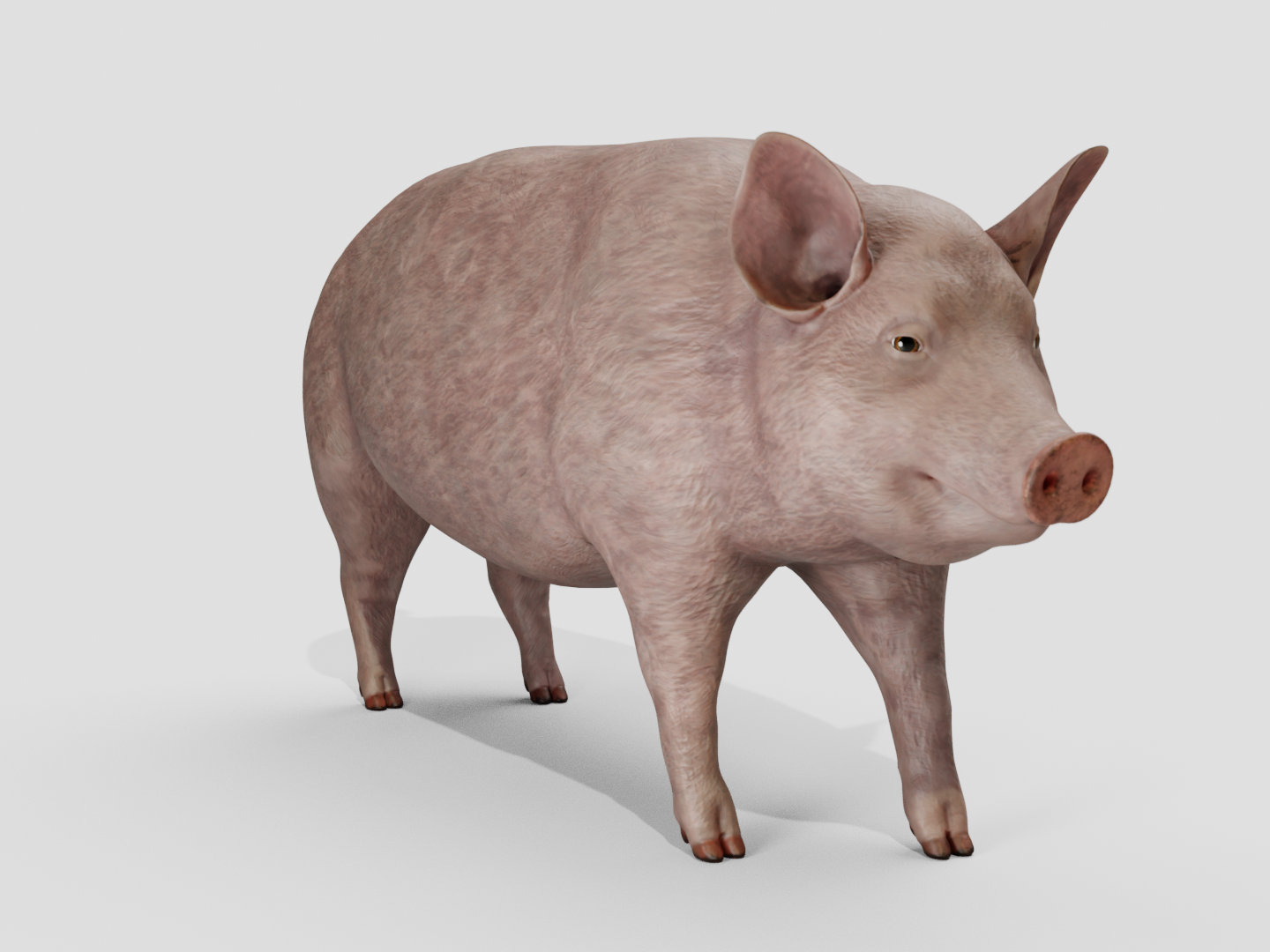 Pig realistic